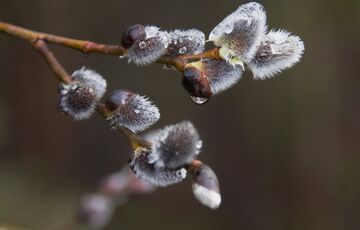 Прогноз синоптиків: якою буде погода в останній день зими