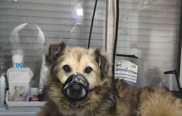 В Кривом Роге спасли собаку, которая получила тяжелые ранения в результате российской атаки 22 февраля