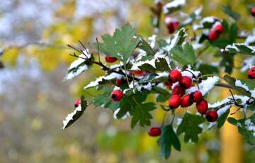 Холодный прогноз: где в Украине пойдет снег Холодный прогноз: где в Украине пойдет снег