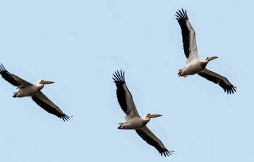 Над Одесою пролетіла величезна зграя пеліканів: захоплюючі кадри