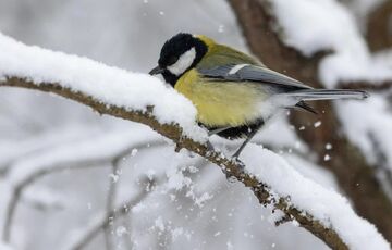 Одесская область во власти непогоды: некоторые дороги перекрыты из-за снегопада 