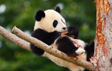 Китай забирає панд із усіх зоопарків США