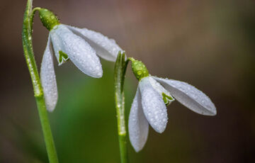 Погода 8 березня: кого прогноз порадує сонцем