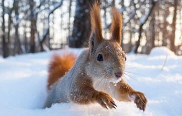 Прогноз погоди: Україна залишається в полоні морозів