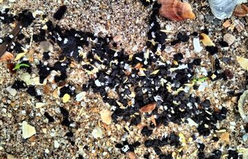 На узбережжі Одещини зібрали мазут з затонулих російських танкерів