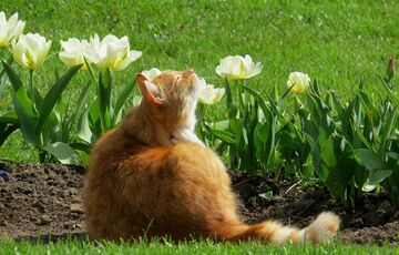 Синоптик розповів про погоду до кінця травня: чи варто чекати спеки