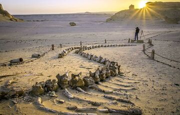 В древних песках Египта обнаружен кит, живший 41 млн лет назад В древних песках Египта обнаружен кит, живший 41 млн лет назад