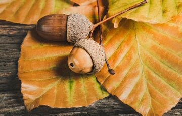 Погода в Україні: коли чекати заморозків