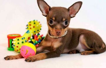 Собаки для ленивых и занятых: породы, которые не нужно постоянно выгуливать