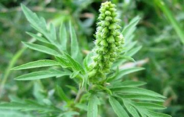 В Киеве ввели карантин из-за опасного растения