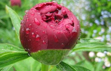 Прогноз негоди: в Україні посилюються дощі