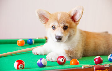 Чому собаки ”стріляють очима”: вчені дали відповідь