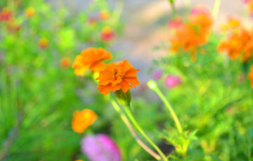 Прогноз синоптиків: в Україні стає тепліше