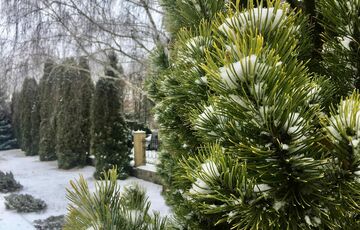 Озвучено ціни на новорічні ялинки: де купити легально та недорого у різних областях