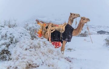ФОТОФАКТ: пустелю Сахара засипало снігом