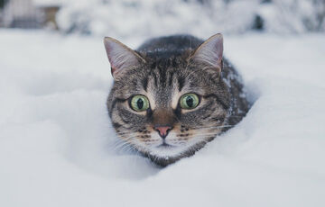 В Україні різко похолодає та піде сніг: прогноз погоди