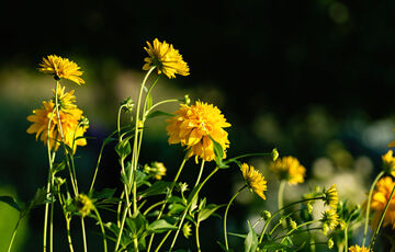 Какая погода ждет украинцев в июне