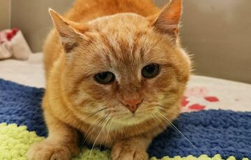 Украинец сбежал из страны, выбросив 9 домашних котов в горах: их спасали волонтеры