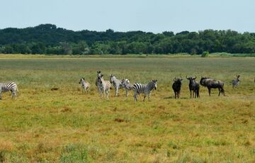 Аскания-Нова откроет филиал в Одесской области 