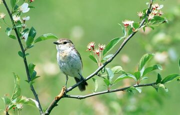 Прогноз погоди в Україні: синоптики обіцяють потепління і дощ