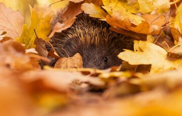В Україні різко похолодає: прогноз синоптиків на неділю