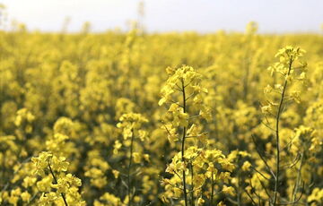 Румунія зупинила імпорт української сільгосппродукції Румунія зупинила імпорт української сільгосппродукції