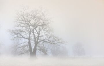 В Украине объявлен I уровень опасности из-за сильного тумана
