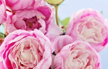 День святого Валентина: лучшие поздравления на 14 февраля