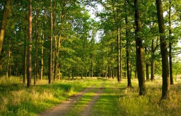 Підприємства лісової сфери закінчують рік з 145-мільйонним прибутком