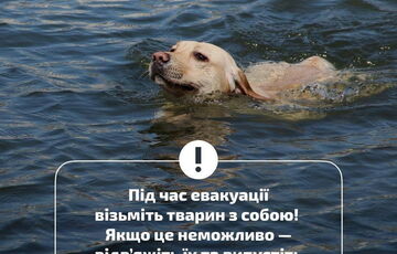 Люди спасают животных, плавают дома: что происходит сейчас в Херсонской области 