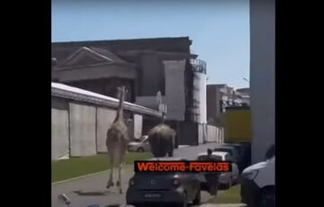 В Риме со съемочной площадки сбежали слон и жираф: видео