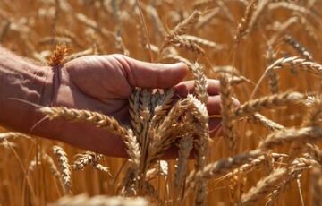 Урожай-2020: названі 5 областей з найгіршою врожайністю