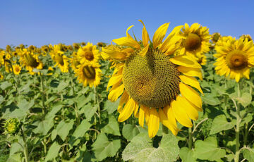Прогноз погоди на 4 серпня: де температура опуститься ще більше