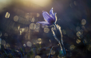 Прогноз на неділю: Україну накриють дощі зі снігом