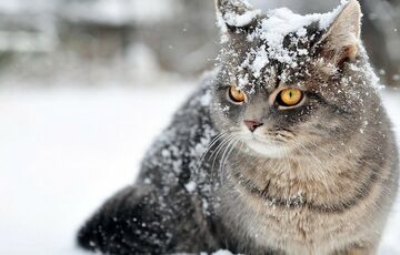 Погода в Україні: де на свято Святого Миколая піде сніг