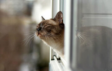 Бабине літо посеред зими: синоптик розповів, якої погоди чекати в грудні