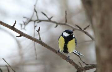 Погода в Украине: где ударят самые сильные заморозки