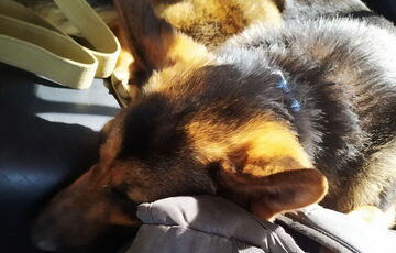 Мужчина с овчаркой три дня шел из Херсона в Одессу: россияне убили его семью и разрушили дом