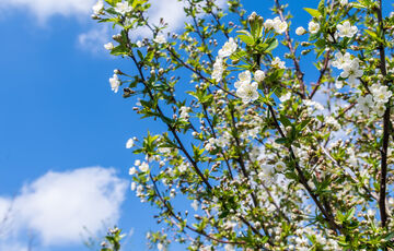 Синоптик розповіла, коли в Україні почнеться справжня весна