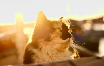 Погода в Україні: синоптики обіцяють спекотні вихідні