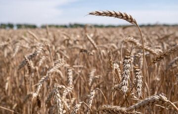  Турция хочет на год продлить срок действия ”зернового соглашения”