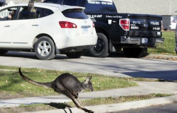У США копи дві години ганялися за кенгуру, що втік від господаря, - ВІДЕО