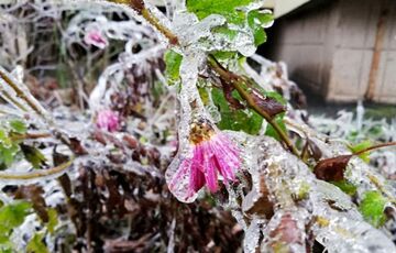 В ближайшие две ночи Украину охватят интенсивные заморозки