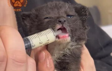 Котенка, которого вчера спасли из-под завалов в Харькове, назвали Феникс