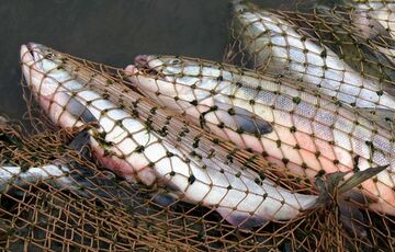 Инфографика: в Украине выросли штрафы за незаконный вылов рыбы