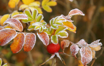 Попередження синоптиків: на Україну насуваються заморозки