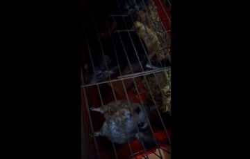 Работники затопленного при подрыве Каховской ГЭС зоопарка спасли некоторых животных