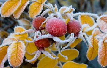 В Украину ворвутся заморозки: синоптик озвучила дату