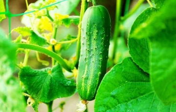 В Украине снова дорожают огурцы: все из-за сокращения предложения