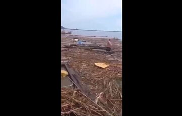 Собака з Херсонської області приплив до Одеської на дошці, його врятували: відео